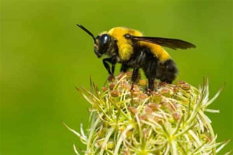 Are bumble bees aggressive?