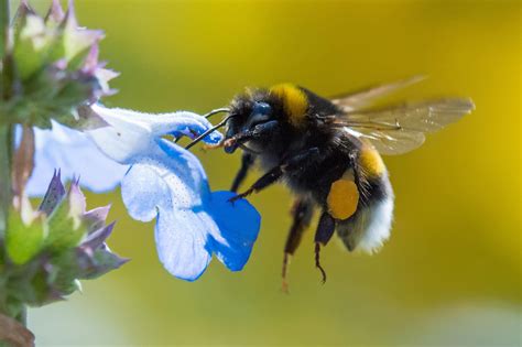 Are bumble bees playful?