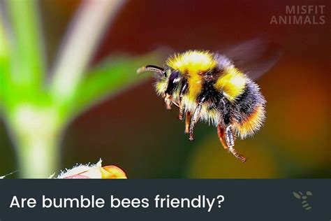 Are bumblebees friendly?