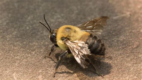 Are bumblebees tired or dying?