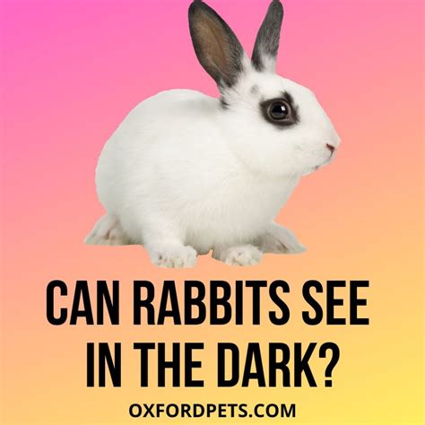 Are bunnies OK in the dark?