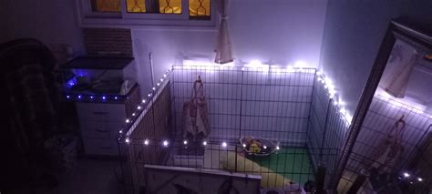 Are bunnies OK with LED lights?