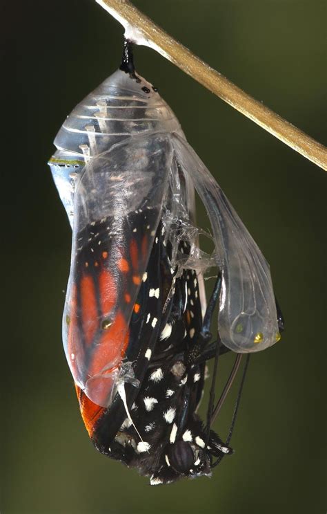 Are butterflies cocoons?