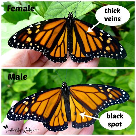 Are butterflies male or female?