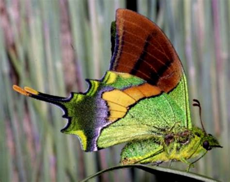 Are butterflies rare?