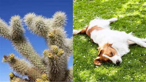 Are cactus toxic to dogs?