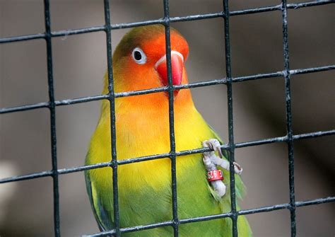 Are caged parrots happy?