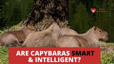 Are capybaras smart?