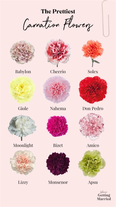 Are carnations a bad flower to give?