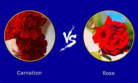 Are carnations better than roses?