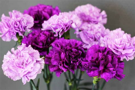 Are carnations considered a cheap flower?