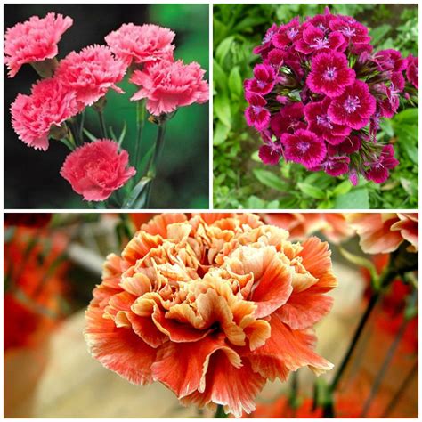 Are carnations friendship flowers?