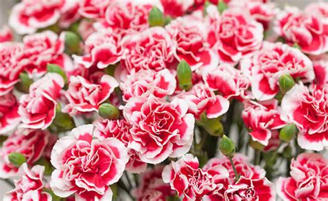 Are carnations love flowers?