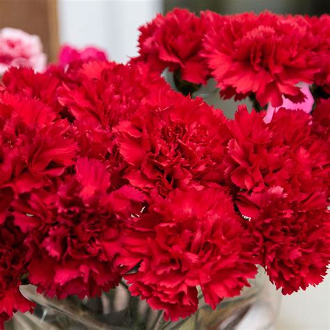 Are carnations lucky?