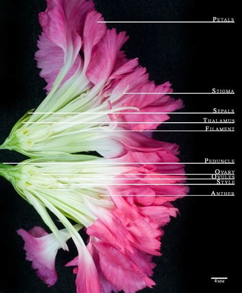 Are carnations male or female?