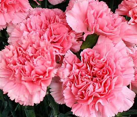 Are carnations naturally pink?