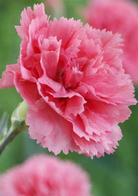 Are carnations nice flowers?