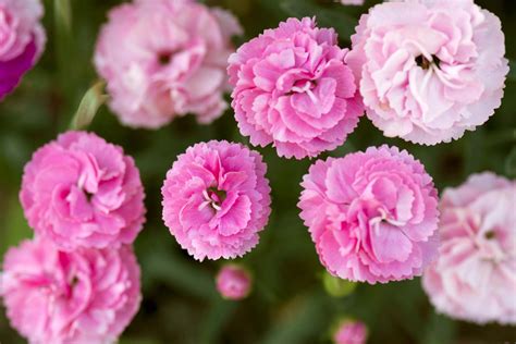 Are carnations only pink?