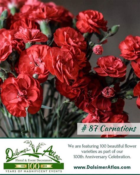 Are carnations romantic?