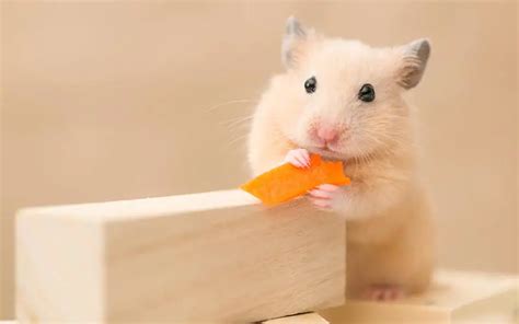 Are carrots OK for hamsters?