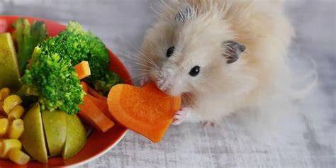 Are carrots bad for hamsters?