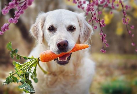 Are carrots good for dogs?