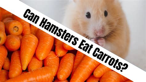Are carrots poisonous to hamsters?