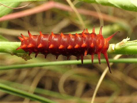 Are caterpillars immune to poison?