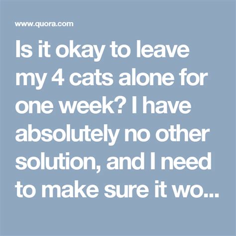 Are cats OK alone for 12 hours?