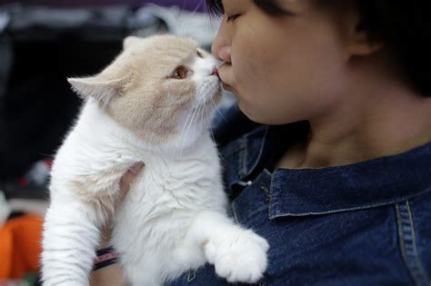 Are cats OK with kisses?