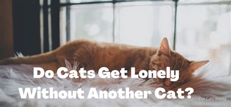 Are cats OK without another cat?