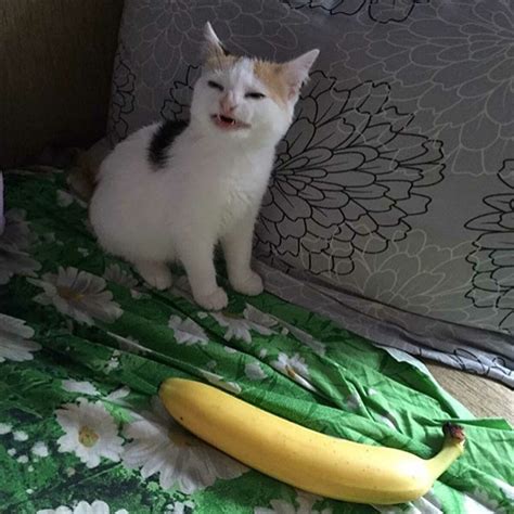 Are cats afraid of bananas?