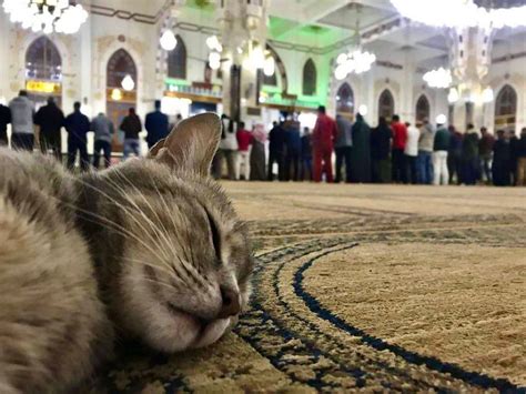 Are cats allowed in Islam?