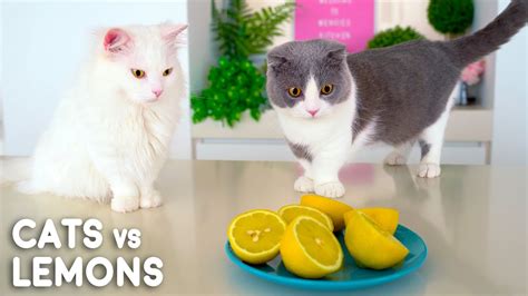 Are cats attracted to lemon?