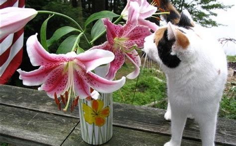 Are cats attracted to lilies?