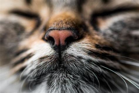 Are cats attracted to the smell of peppermint?