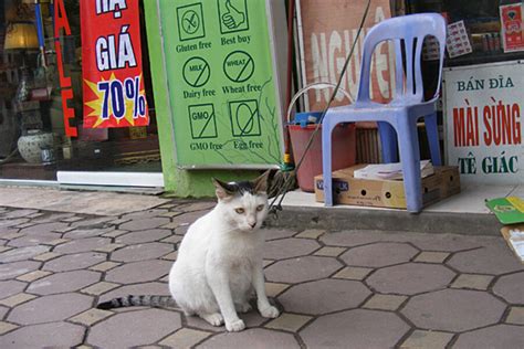 Are cats bad luck in Vietnam?