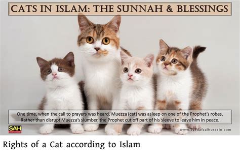 Are cats clean Islam?