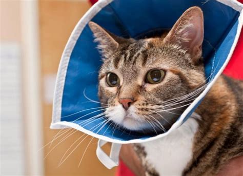 Are cats cold after surgery?