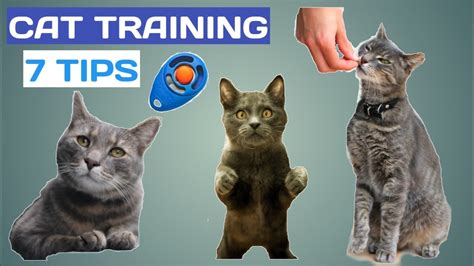 Are cats easy to train?