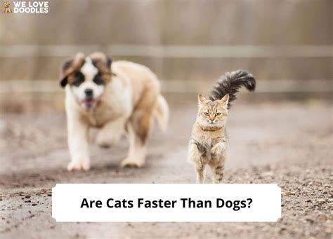 Are cats faster than dogs?
