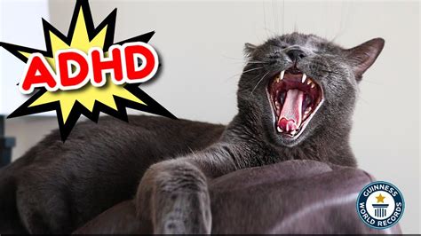 Are cats good for ADHD?