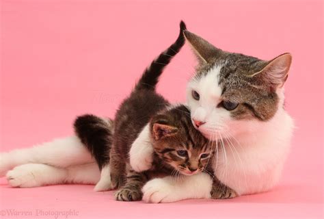 Are cats good mothers?