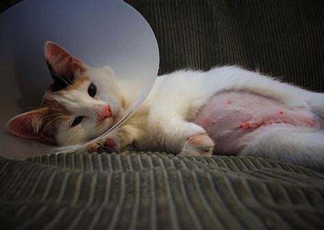 Are cats happier after being spayed?