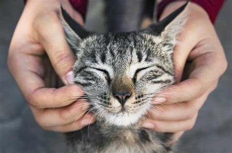 Are cats happier in a clean house?