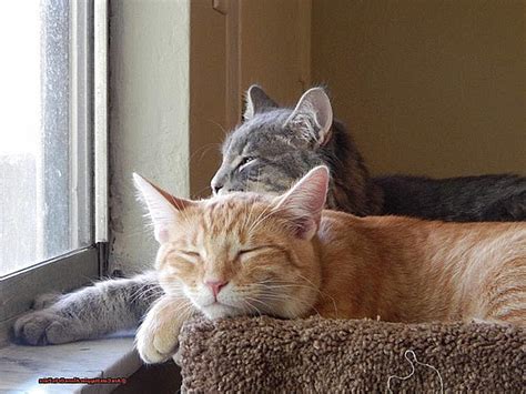 Are cats happier in pairs?