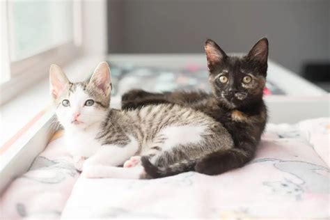 Are cats happier in pairs?