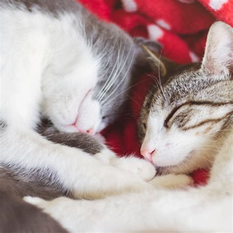 Are cats happier with a sibling?