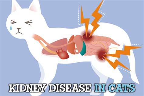 Are cats in pain with kidney failure?