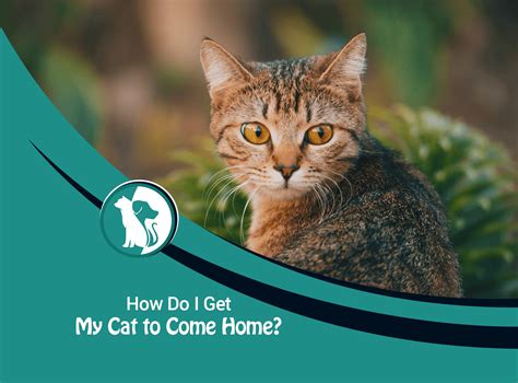 Are cats likely to come back home?